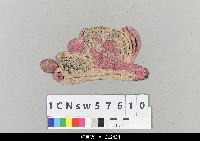 藏品(中國湖北皮影戲盔帽)的圖片